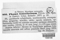 Phoma tamaricina image